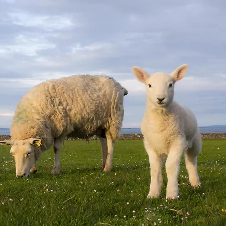 ホステル The Nest Strandhill *