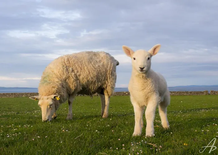 호스텔 The Nest Strandhill *